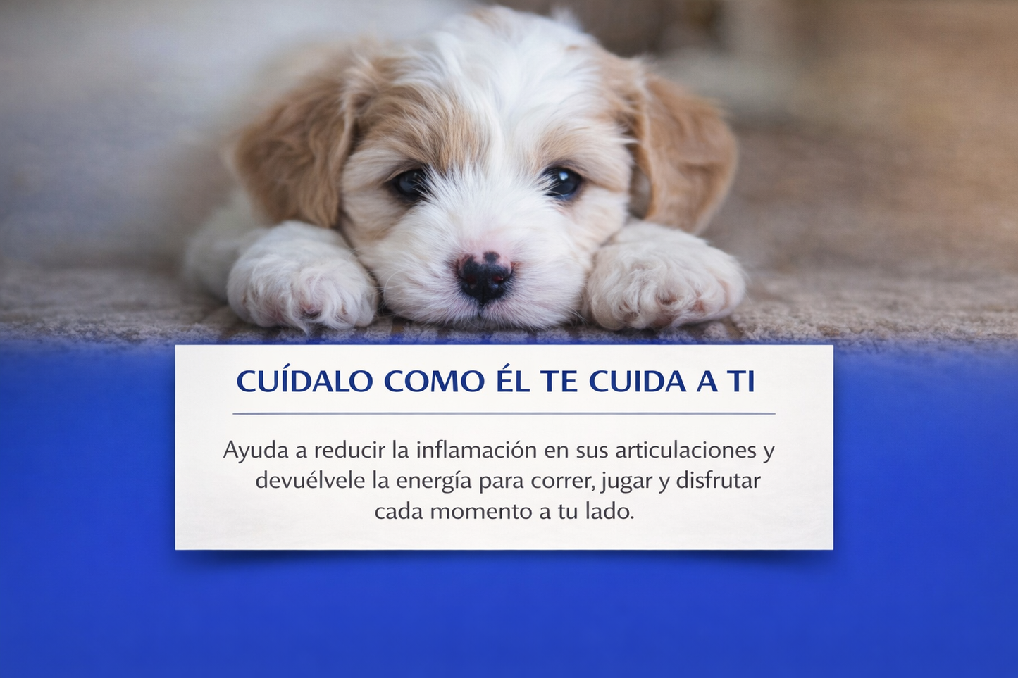 Alivio articular para tu perro