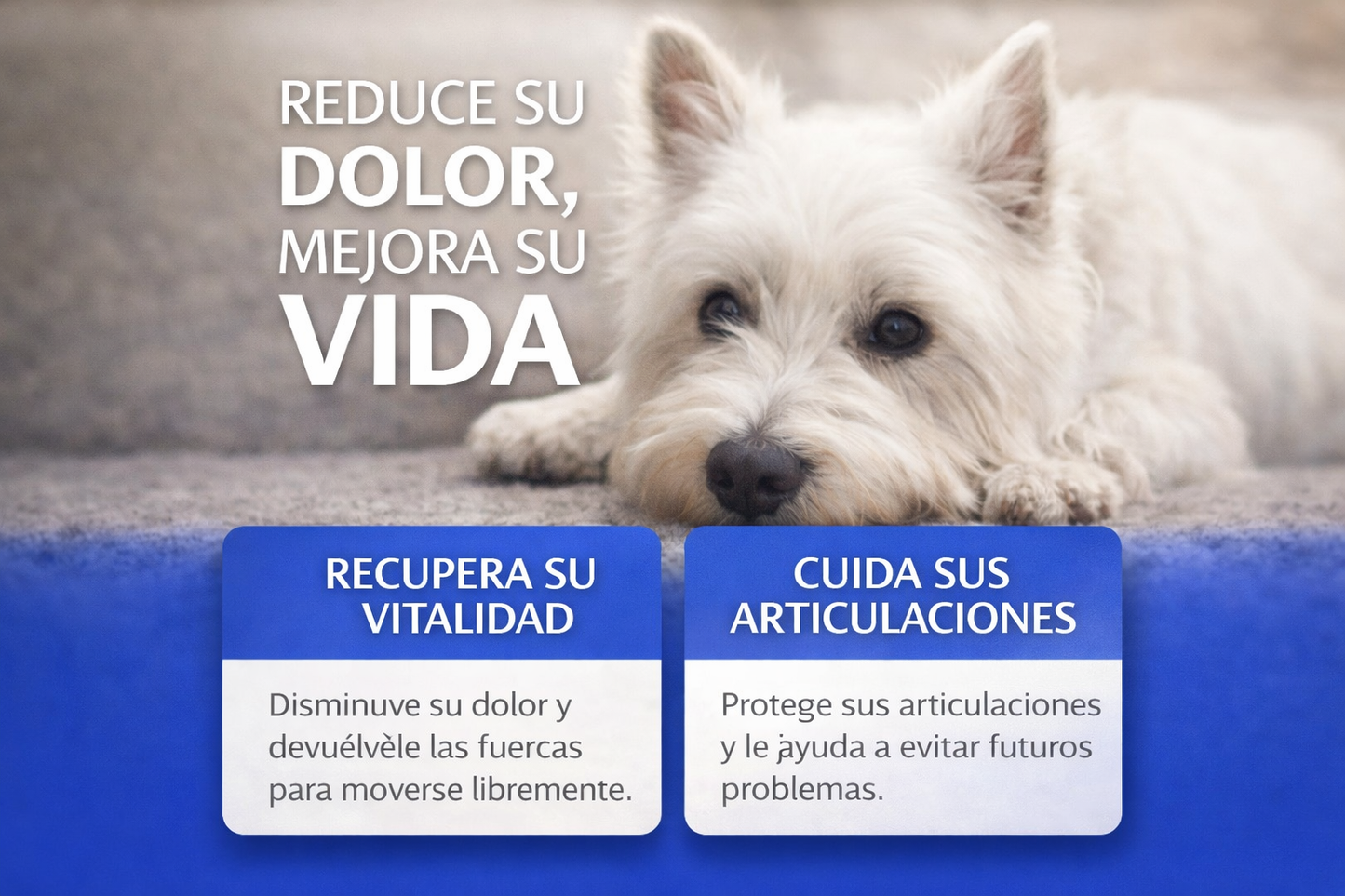 Alivio articular para tu perro